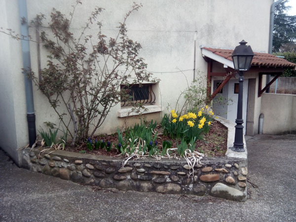jonquilles